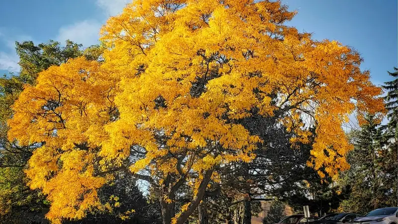 Organismes sans but lucratif à Barrie